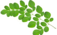 4-moringa.jpg